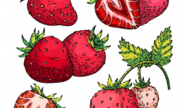 草莓漫画,甜蜜爱情与奇幻冒险的交织之旅